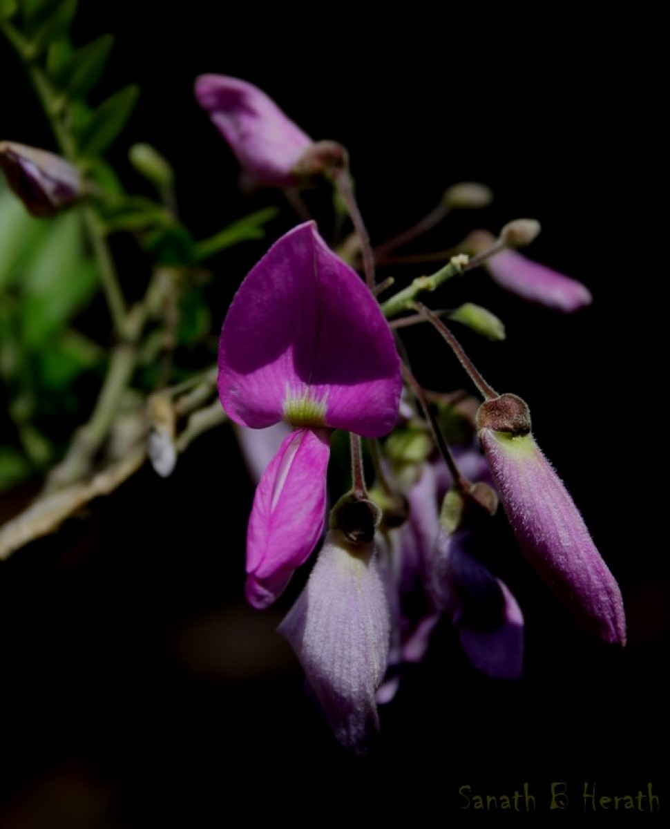 Mundulea sericea (Willd.) A.Chev.